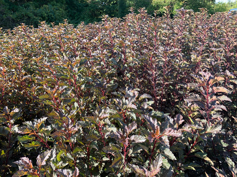 Liner-Physocarpus Summer Wine - Sunny Meadows Flower Farm