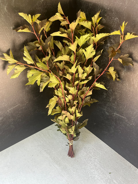 Liner-Physocarpus Summer Wine - Sunny Meadows Flower Farm