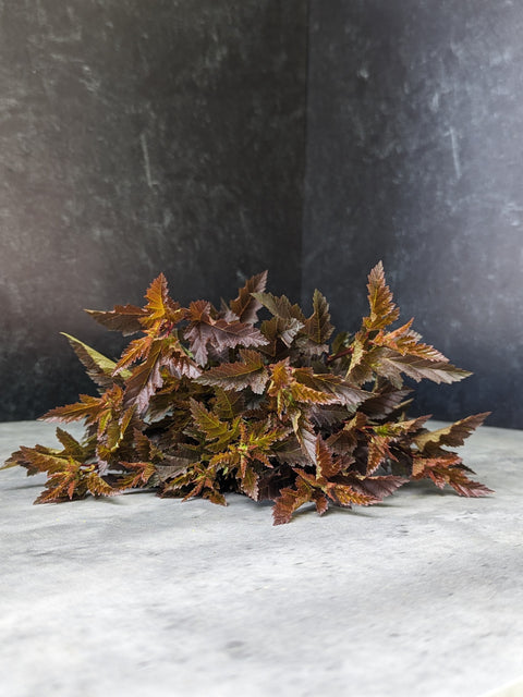 Liner-Physocarpus Summer Wine - Sunny Meadows Flower Farm