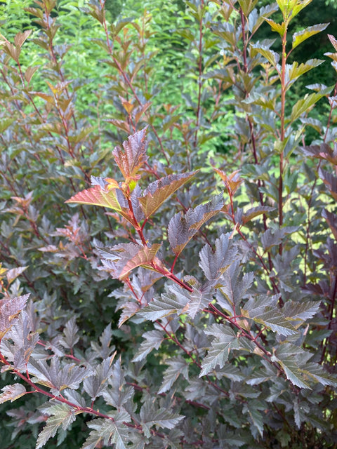 Liner-Physocarpus Summer Wine - Sunny Meadows Flower Farm
