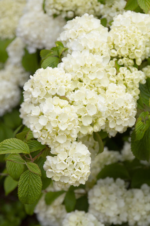 Liner-Viburnum Popcorn - Sunny Meadows Flower Farm