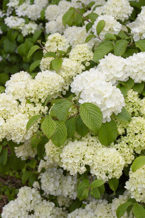 Liner-Viburnum Popcorn - Sunny Meadows Flower Farm