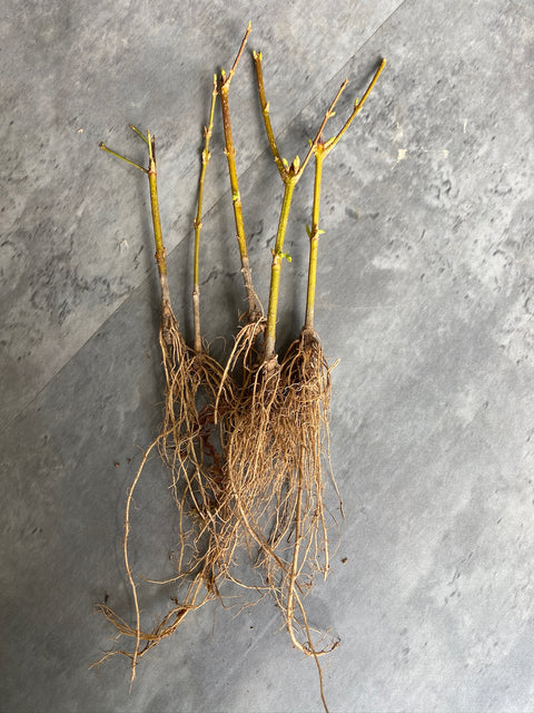 Bareroot-Forsythia Lynwood Gold - Sunny Meadows Flower Farm