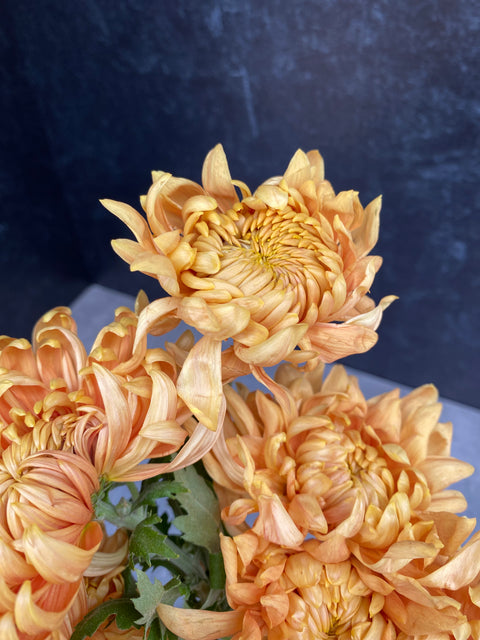 Mum Rooted Cutting-Apricot Alexis - Sunny Meadows Flower Farm