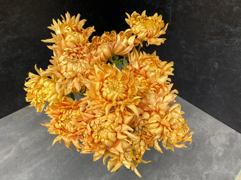 Mum Rooted Cutting-Apricot Alexis - Sunny Meadows Flower Farm