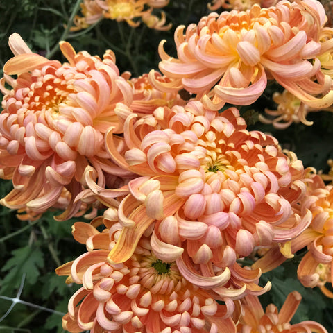 Mum Rooted Cutting-Apricot Alexis - Sunny Meadows Flower Farm
