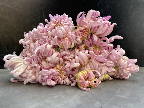 Mum Rooted Cutting-Blushing Bride - Sunny Meadows Flower Farm