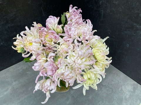 Mum Rooted Cutting-Blushing Bride - Sunny Meadows Flower Farm