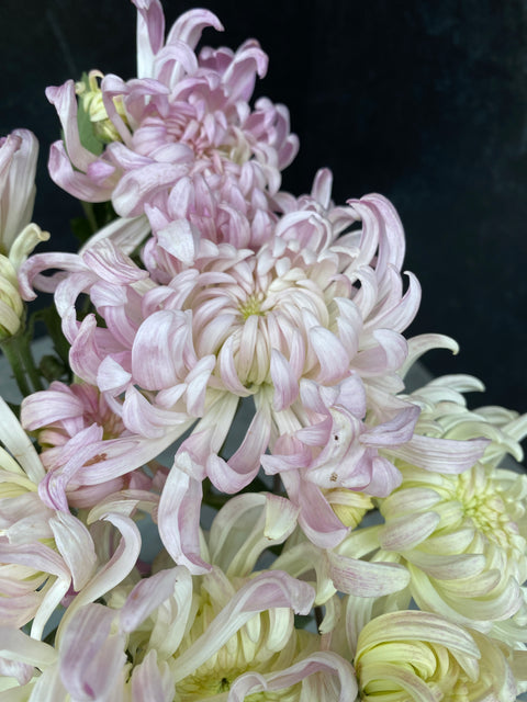 Mum Rooted Cutting-Blushing Bride - Sunny Meadows Flower Farm