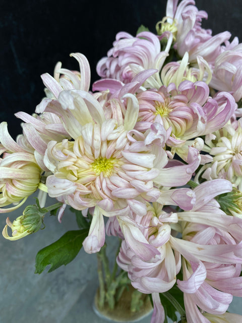 Mum Rooted Cutting-Blushing Bride - Sunny Meadows Flower Farm