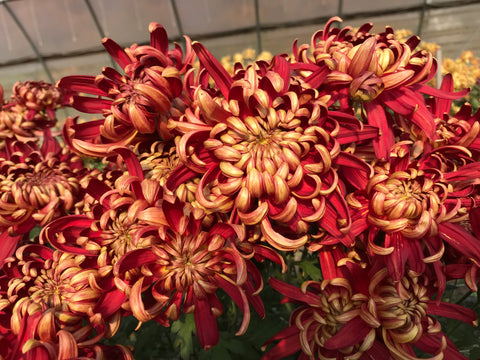 Mum Rooted Cutting-Crimson Tide - Sunny Meadows Flower Farm