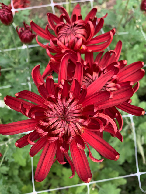 Mum Rooted Cutting-Crimson Tide - Sunny Meadows Flower Farm