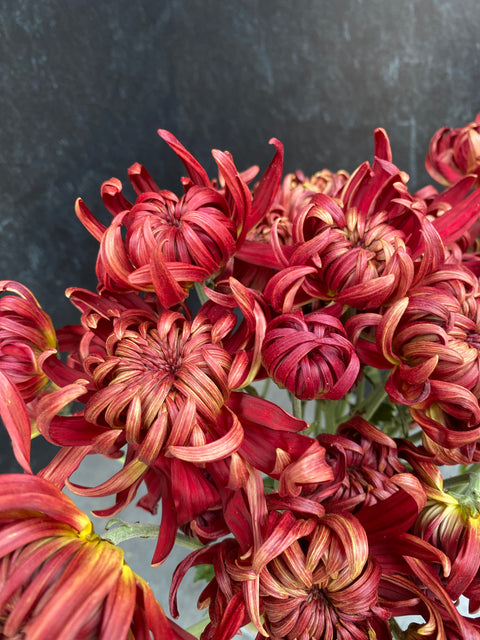 Mum Rooted Cutting-Crimson Tide - Sunny Meadows Flower Farm