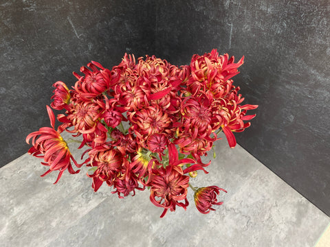 Mum Rooted Cutting-Crimson Tide - Sunny Meadows Flower Farm