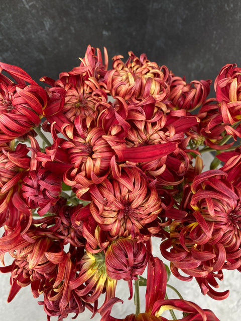 Mum Rooted Cutting-Crimson Tide - Sunny Meadows Flower Farm
