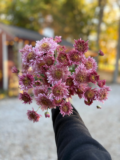 Mum Rooted Cutting-Harry Anderton - Sunny Meadows Flower Farm
