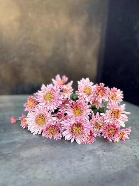 Mum Rooted Cutting-Harry Anderton - Sunny Meadows Flower Farm