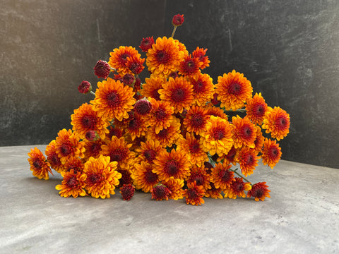 Mum Rooted Cutting-Kelvin Tattoo - Sunny Meadows Flower Farm