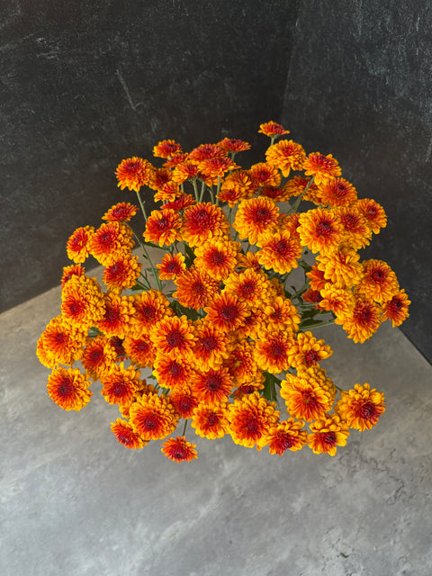 Mum Rooted Cutting-Kelvin Tattoo - Sunny Meadows Flower Farm
