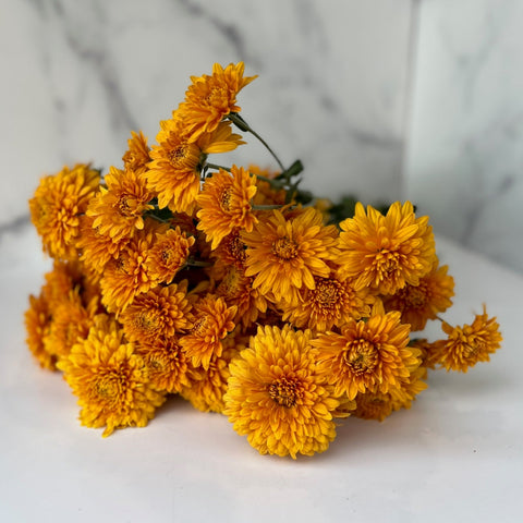 Mum Rooted Cutting-Miss Goldie - Sunny Meadows Flower Farm