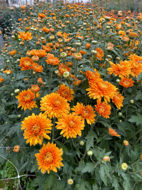 Mum Rooted Cutting-Miss Goldie - Sunny Meadows Flower Farm
