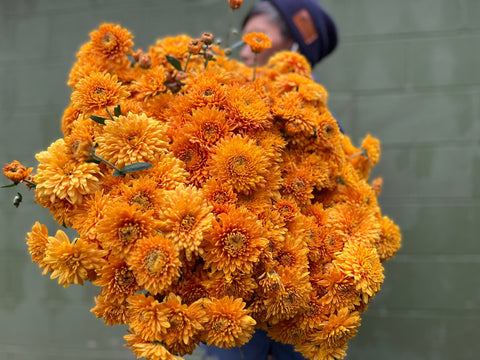 Mum Rooted Cutting-Miss Goldie - Sunny Meadows Flower Farm