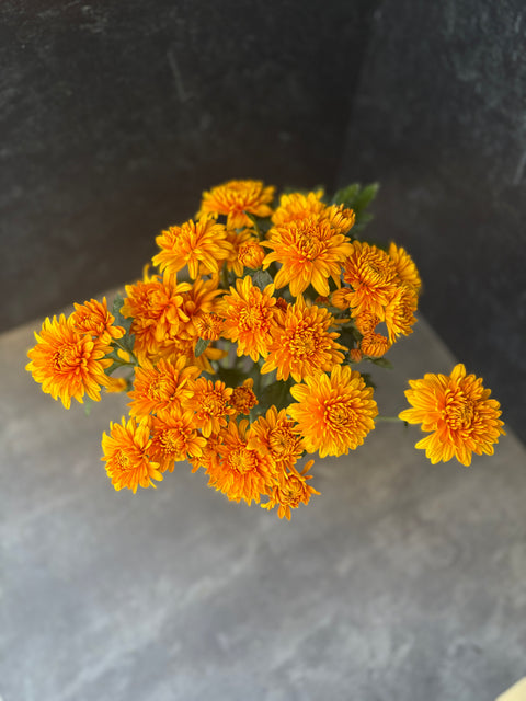 Mum Rooted Cutting-Miss Goldie - Sunny Meadows Flower Farm