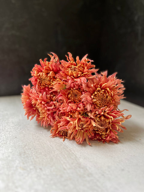 Mum Rooted Cutting-Quarterback - Sunny Meadows Flower Farm