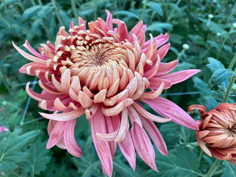 Mum Rooted Cutting-Quarterback - Sunny Meadows Flower Farm