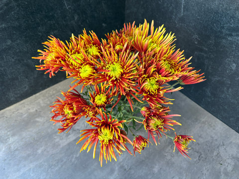Mum Rooted Cutting-Saffina - Sunny Meadows Flower Farm