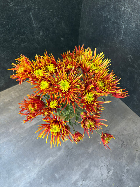 Mum Rooted Cutting-Saffina - Sunny Meadows Flower Farm