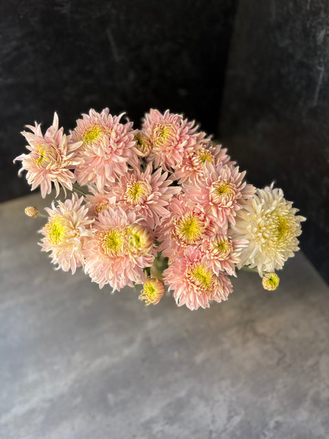 Mum Rooted Cutting-Seaton's J'adore - Sunny Meadows Flower Farm