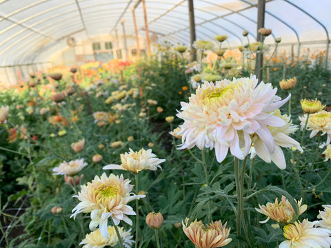 Mum Rooted Cutting-Seaton's J'adore - Sunny Meadows Flower Farm