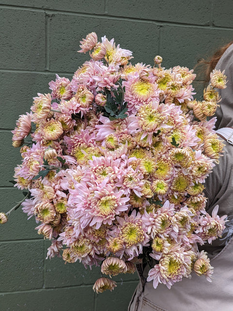 Mum Rooted Cutting-Seaton's J'adore - Sunny Meadows Flower Farm