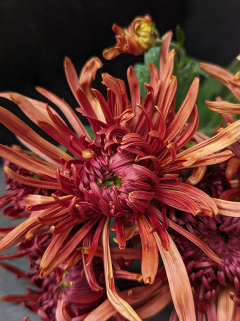 Mum Rooted Cutting-Seaton's Toffee - Sunny Meadows Flower Farm