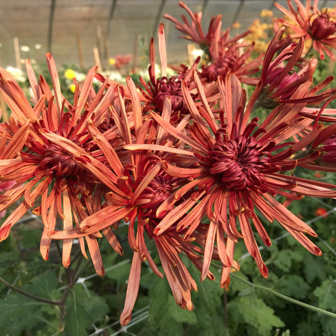 Mum Rooted Cutting-Seaton's Toffee - Sunny Meadows Flower Farm