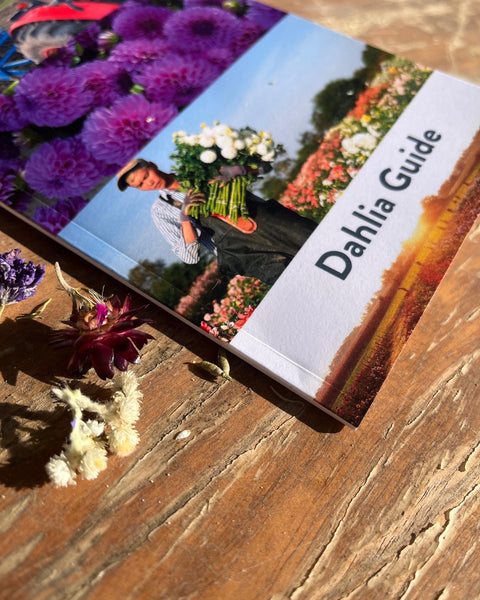 Dahlia Care Guide PDF - Sunny Meadows Flower Farm