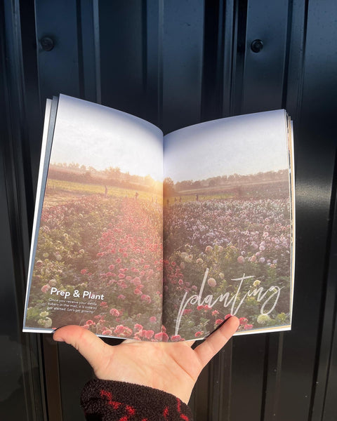 Dahlia Care Guide PDF - Sunny Meadows Flower Farm
