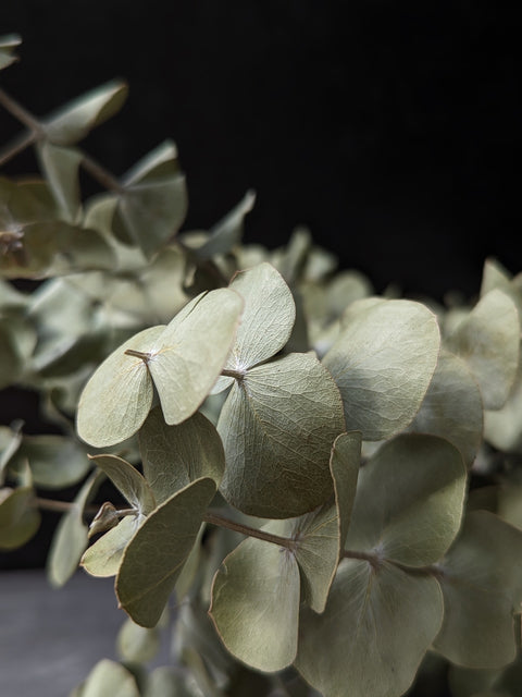 Dried Foliage Bunch-Eucalyptus - Sunny Meadows Flower Farm
