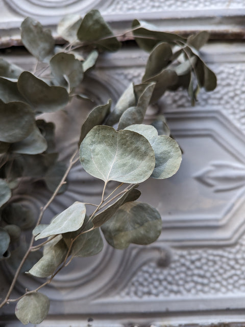 Dried Foliage Bunch-Eucalyptus - Sunny Meadows Flower Farm