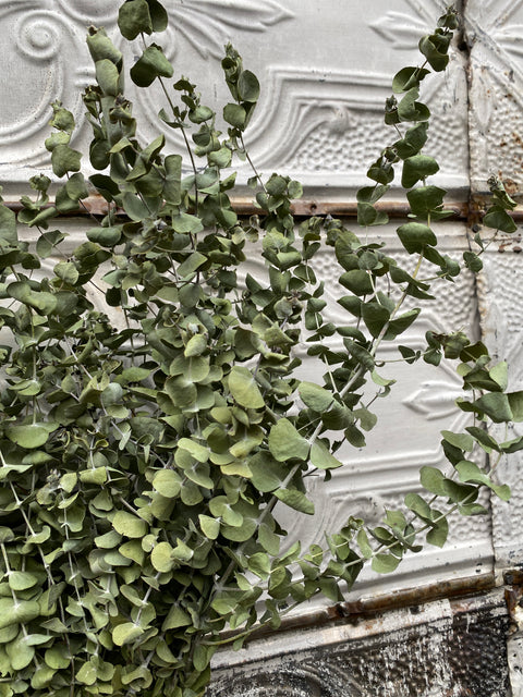 Dried Foliage Bunch-Eucalyptus - Sunny Meadows Flower Farm