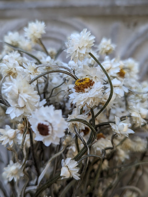 Dried Flower Bunch-Ammobium - Sunny Meadows Flower Farm