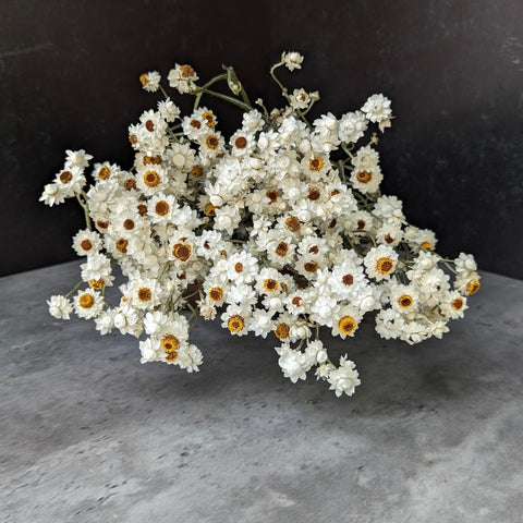 Dried Flower Bunch-Ammobium - Sunny Meadows Flower Farm