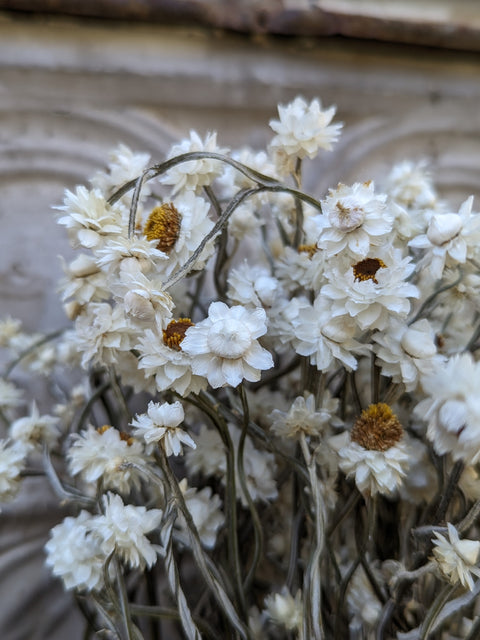 Dried Flower Bunch-Ammobium - Sunny Meadows Flower Farm