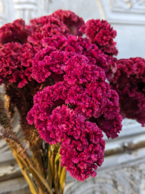 Dried Flower Bunch-Celosia Berry - Sunny Meadows Flower Farm
