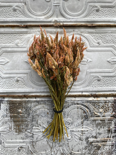 Dried Flower Bunch-Celosia Terracotta Spike - Sunny Meadows Flower Farm