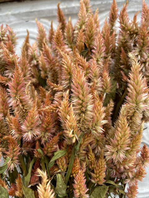 Dried Flower Bunch-Celosia Terracotta Spike - Sunny Meadows Flower Farm