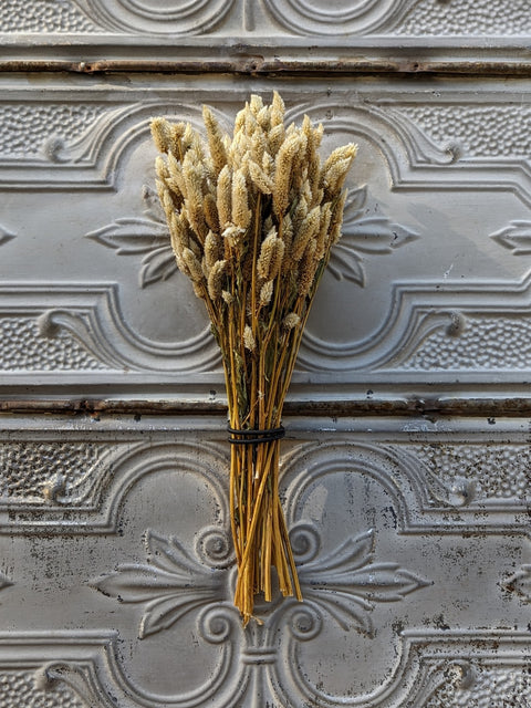 Dried Flower Bunch-Celosia White Spike - Sunny Meadows Flower Farm