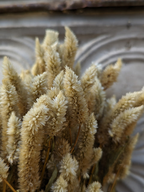 Dried Flower Bunch-Celosia White Spike - Sunny Meadows Flower Farm