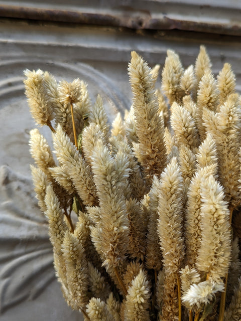 Dried Flower Bunch-Celosia White Spike - Sunny Meadows Flower Farm